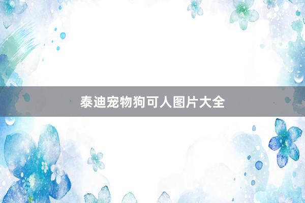 泰迪宠物狗可人图片大全
